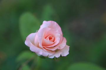 Beautiful pink roses in the garden, blurred background