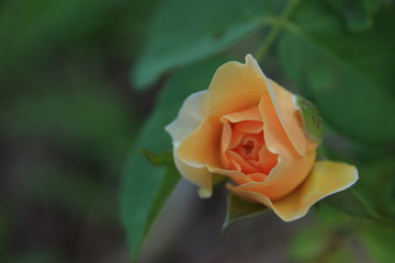 Beautiful yellow roses in the garden, blurred background