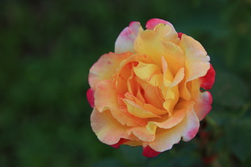 Beautiful yellow roses in the garden, blurred background