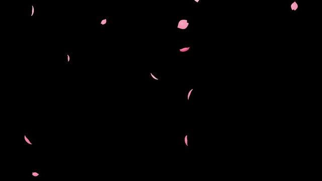 桜吹雪　量ふつう　4K　QTアルファ付き　
