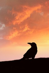 silhouette of crow in an evening