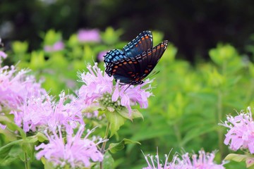 Swallowtail Butterfly on Monarda Fistulosa Flower