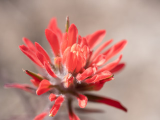 Fototapeta premium Red orange colored desert paint brush, Castilleja sp., in Red Rock Canyon near Las Vegas, Nevada, USA.