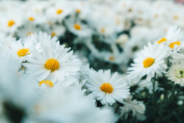 Many white daisy flowers in the garden represent of purity and childlike nature.