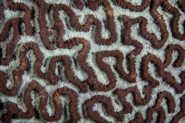 Detail of a reef-building coral colony in Raja Ampat, Indonesia. This region is thought to be the center of marine biodiversity and is a popular area for diving and snorkeling.