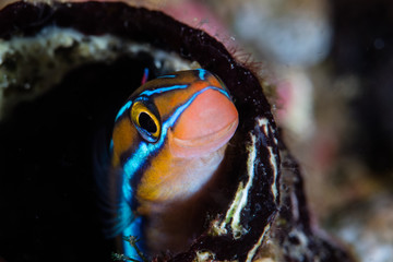 A Blue-lined fang tooth blenny lives on a coral reef in Raja Ampat, Indonesia. This region is thought to be the center of marine biodiversity and is a popular area for diving and snorkeling.