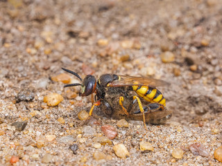 Beewolf Philanthus with a Honey Bee prey