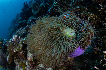 Fototapeta na wymiar A False clownfish snuggles into its host anemone on a reef in Raja Ampat, Indonesia. This region is thought to be the center of marine biodiversity and is a popular area for diving and snorkeling.