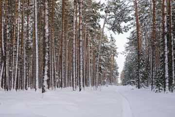 Ski track in a pine forest. Winter landscape