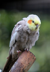 Cockatiel / Australian Bird 