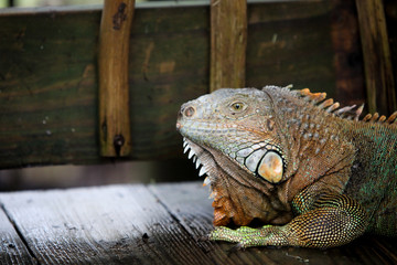 Iguana 