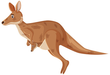 Injured kangaroo jumping on white background