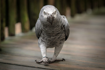 African Grey Bird / Parrot 