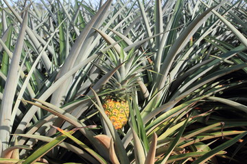 Pineapple field at Honolulu Hawaii - obrazy, fototapety, plakaty