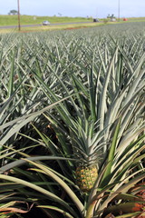 Pineapple field at Honolulu Hawaii