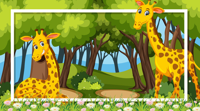 Frame design with giraffes in the woods background