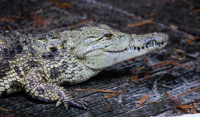 Juvenile Crocodile 
