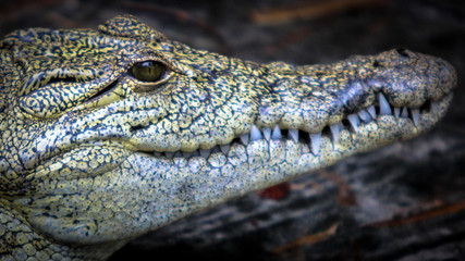 Obraz premium close up of head of crocodile