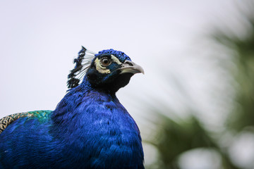 Obraz premium Peacock Portrait 
