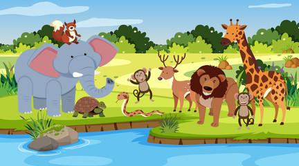 Scene with many animals standing by the river