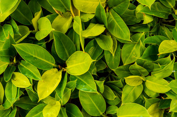 Beautiful fresh green leaves background