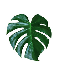 Dark green leaves of monstera or split-leaf philodendron (Monstera deliciosa) the tropical foliage houseplant isolated on white background, clipping path included. with a black pot