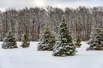 Trees Covered in Fresh Snow