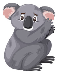 Sad looking koala on white background