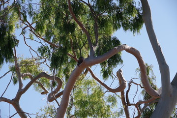 Unusually crooked and bent branches and trunk of an eucalyptus tree