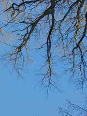 branches of trees without leaves against the blue sky