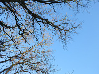 branches of trees without leaves against the blue sky