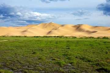 Green grass in front of sand dunes Gobi