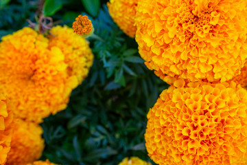 Tagetes garden flower. Tagetes patula background. French marigold bloom flowers