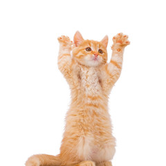 Funny red kitten stood on its hind legs. The red kitten lifted up its paws.