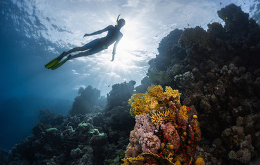 Woman freediver swims underwater and explores the vivid coral reef