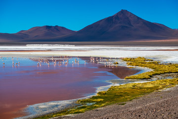 Naklejka na ściany i meble Flock of flamingos forage in the salty lake named Laguna Colorada in Bolivia