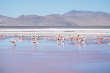 Flock of flamingos forage in the salty lake named Laguna Colorada in Bolivia