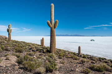 Huge cactuses on the Cactus Island (Isla Incahuasi) in the middle of Salar de Uyuni salt flat in...
