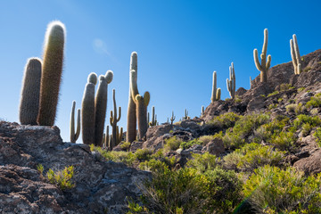Huge cactuses on the Cactus Island (Isla Incahuasi) in the middle of Salar de Uyuni salt flat in...