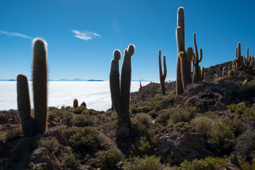 Huge cactuses on the Cactus Island (Isla Incahuasi) in the middle of Salar de Uyuni salt flat in Bolivia