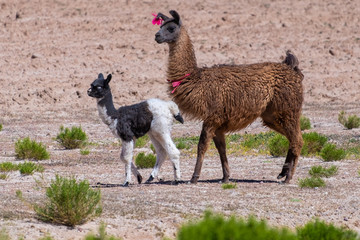 Two bolivian llamas walk in the pampa