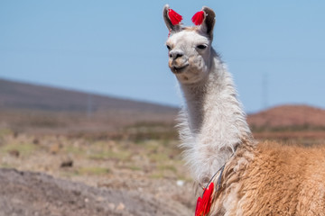 Bolivian Llama decorated with red yarn tassels in the wild © Dudarev Mikhail