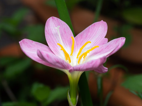 Macro Photo of Pink Rain Lily Isolated on Background