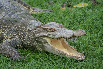 Freshwater crocodile opened its mouth to control body temperature lying on a green grass.