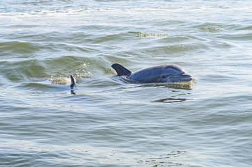 Bottlenose Dophin near Grand Isle, Louisiana