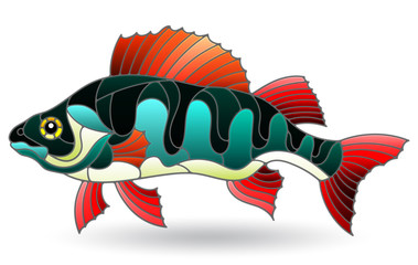 Illustration in stained glass style with river bass, isolated on a white background