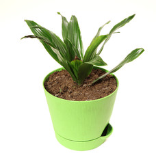 A plant in green pot isolated on a white background.