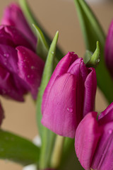 Naklejka premium Purple tulip flower bouquet close up still on a blurry brown wooden background