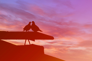 Pigeons kiss on the roof.Love.