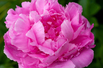 Pink Peony Close up Petals - Spring - Peonies